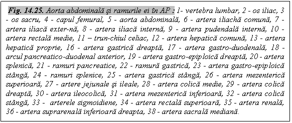 Text Box: Fig. 14.25. Aorta abdominala si ramurile ei in AP : 1- vertebra lumbar, 2 - os iliac, 3 - os sacru, 4 - capul femural, 5 - aorta abdominala, 6 - artera iliacha comuna, 7 - artera iliaca exter-na, 8 - artera iliaca interna, 9 - artera pudendala interna, 10 - artera rectala medie, 11 - trun-chiul celiac, 12 - artera hepatica comuna, 13 - artera hepatica proprie, 16 - artera gastrica dreapta, 17 - artera gastro-duodenala, 18 - arcul pancreatico-duodenal anterior, 19 - artera gastro-epiploica dreapta, 20 - artera splenica, 21 - ramuri pancreatice, 22 - ramura gastrica, 23 - artera gastro-epiploica stanga, 24 - ramuri splenice, 25 - artera gastrica stanga, 26 - artera mezenterica superioara, 27 - artere jejunale si ileale, 28 - artera colica medie, 29 - artera colica dreapta, 30 - artera ileocolica, 31 - artera mezenterica inferioara, 32 - artera colica stanga, 33 - arterele sigmoidiene, 34 - artera rectala superioara, 35 - artera renala, 36 - artera suprarenala inferioara dreapta, 38 - artera sacrala mediana.