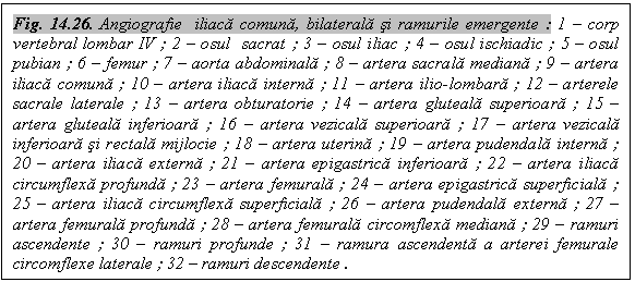 Text Box: Fig. 14.26. Angiografie iliaca comuna, bilaterala si ramurile emergente : 1 - corp vertebral lombar IV ; 2 - osul sacrat ; 3 - osul iliac ; 4 - osul ischiadic ; 5 - osul pubian ; 6 - femur ; 7 - aorta abdominala ; 8 - artera sacrala mediana ; 9 - artera iliaca comuna ; 10 - artera iliaca interna ; 11 - artera ilio-lombara ; 12 - arterele sacrale laterale ; 13 - artera obturatorie ; 14 - artera gluteala superioara ; 15 - artera gluteala inferioara ; 16 - artera vezicala superioara ; 17 - artera vezicala inferioara si rectala mijlocie ; 18 - artera uterina ; 19 - artera pudendala interna ; 20 - artera iliaca externa ; 21 - artera epigastrica inferioara ; 22 - artera iliaca circumflexa profunda ; 23 - artera femurala ; 24 - artera epigastrica superficiala ; 25 - artera iliaca circumflexa superficiala ; 26 - artera pudendala externa ; 27 - artera femurala profunda ; 28 - artera femurala circomflexa mediana ; 29 - ramuri ascendente ; 30 - ramuri profunde ; 31 - ramura ascendenta a arterei femurale circomflexe laterale ; 32 - ramuri descendente .
